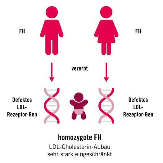 homozygote